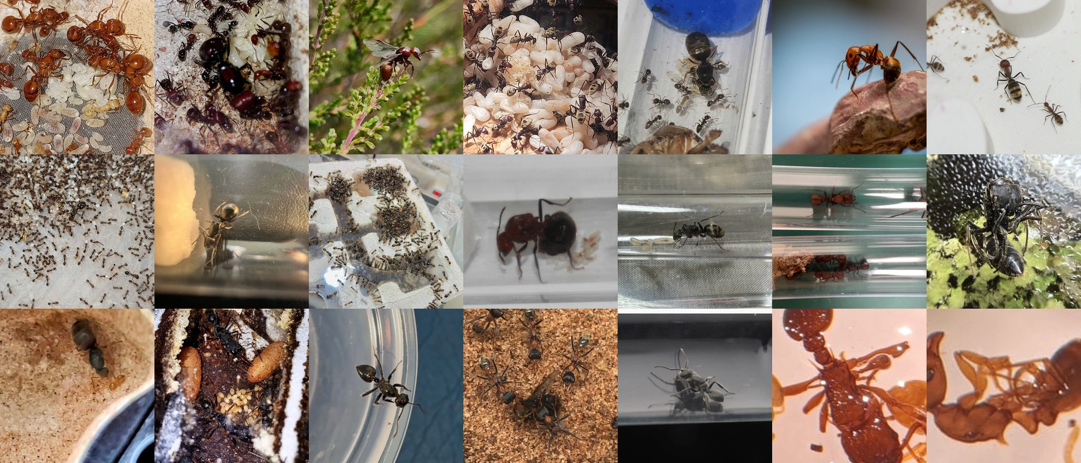 Choosing and training the best object detection model for ants