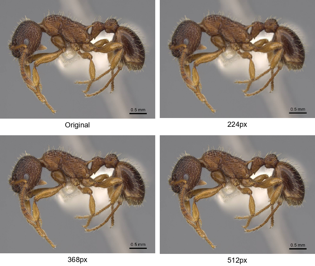 A grid of ant images from the validation set, showing the manual cleaning process where incorrect or low-quality images are marked for removal.