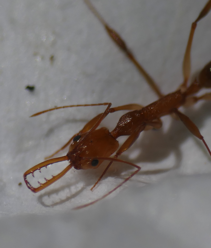 A high-detail field photograph of Anochetus horridus, showing its unique trap-jaw mandibles.