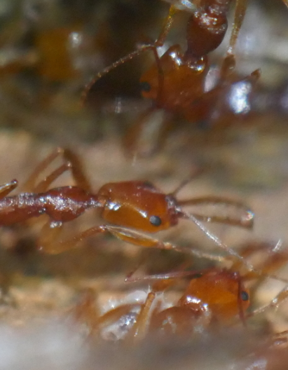 Another field image of an Anochetus ant, demonstrating the model's ability to identify species in real-world environments.