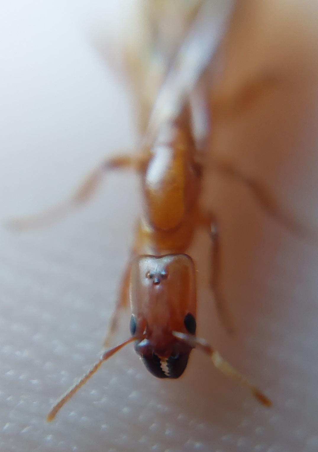 Macro photograph of an Azteca ant species, used as an example to demonstrate the benefits of hierarchical weighting.