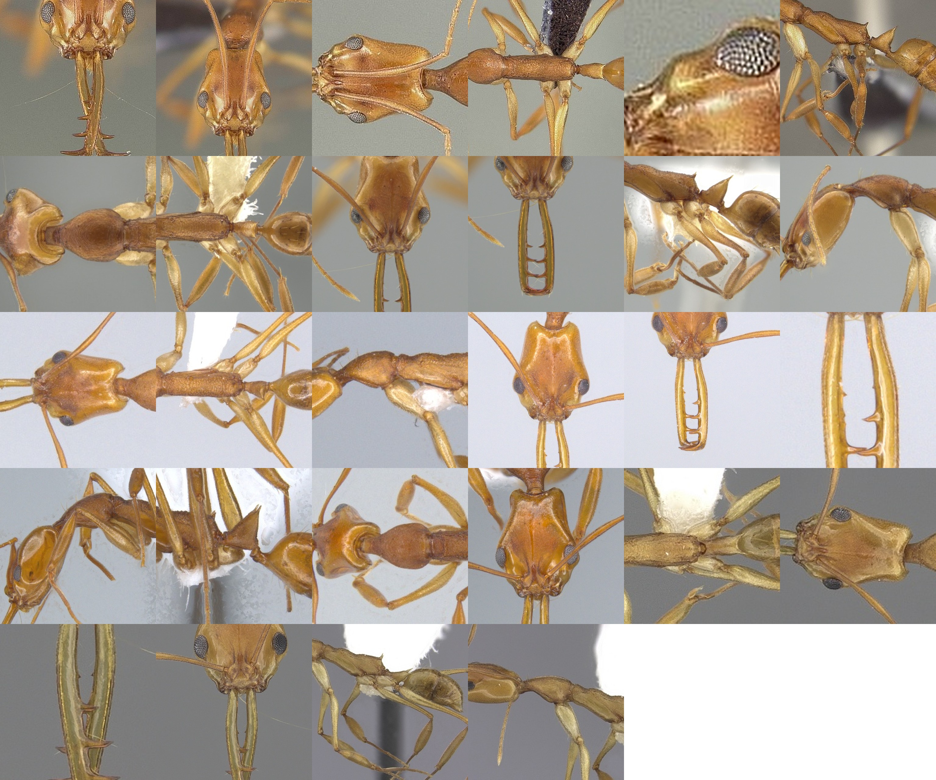 A collage of laboratory specimen images used for training the model, demonstrating the high-quality, standardized data needed for accurate species identification.