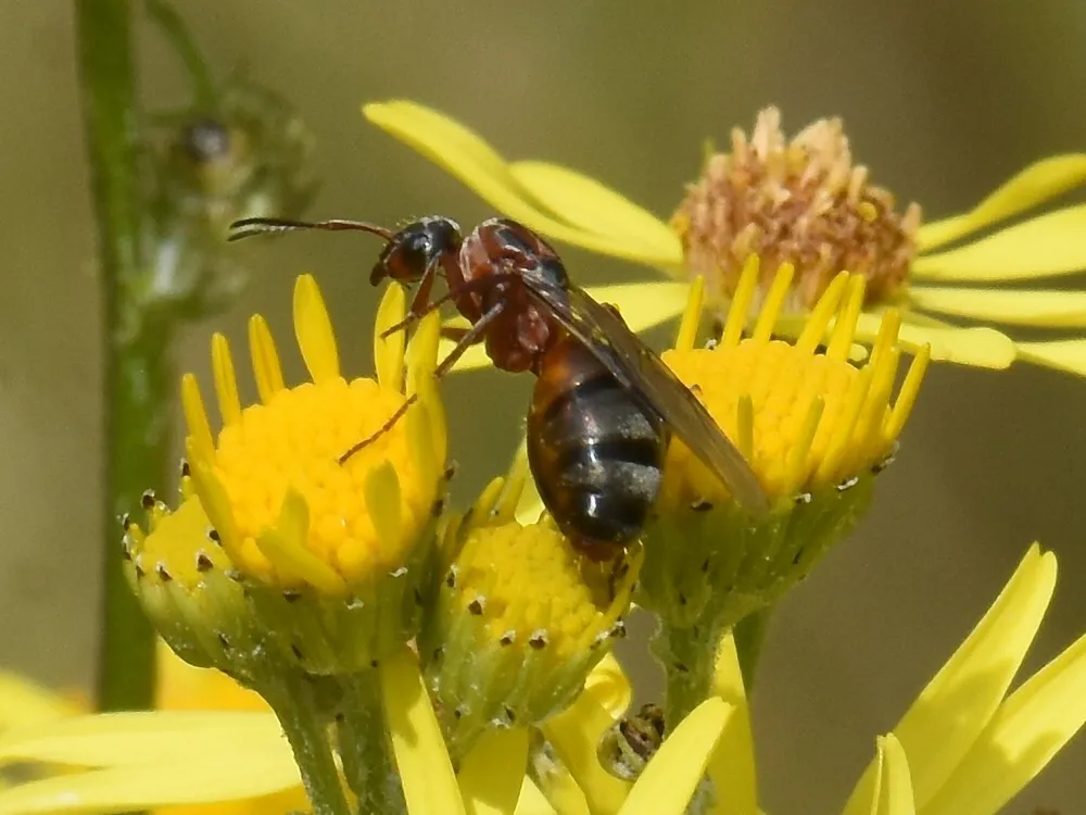 In-field observation of an ant being compared across different identification models.