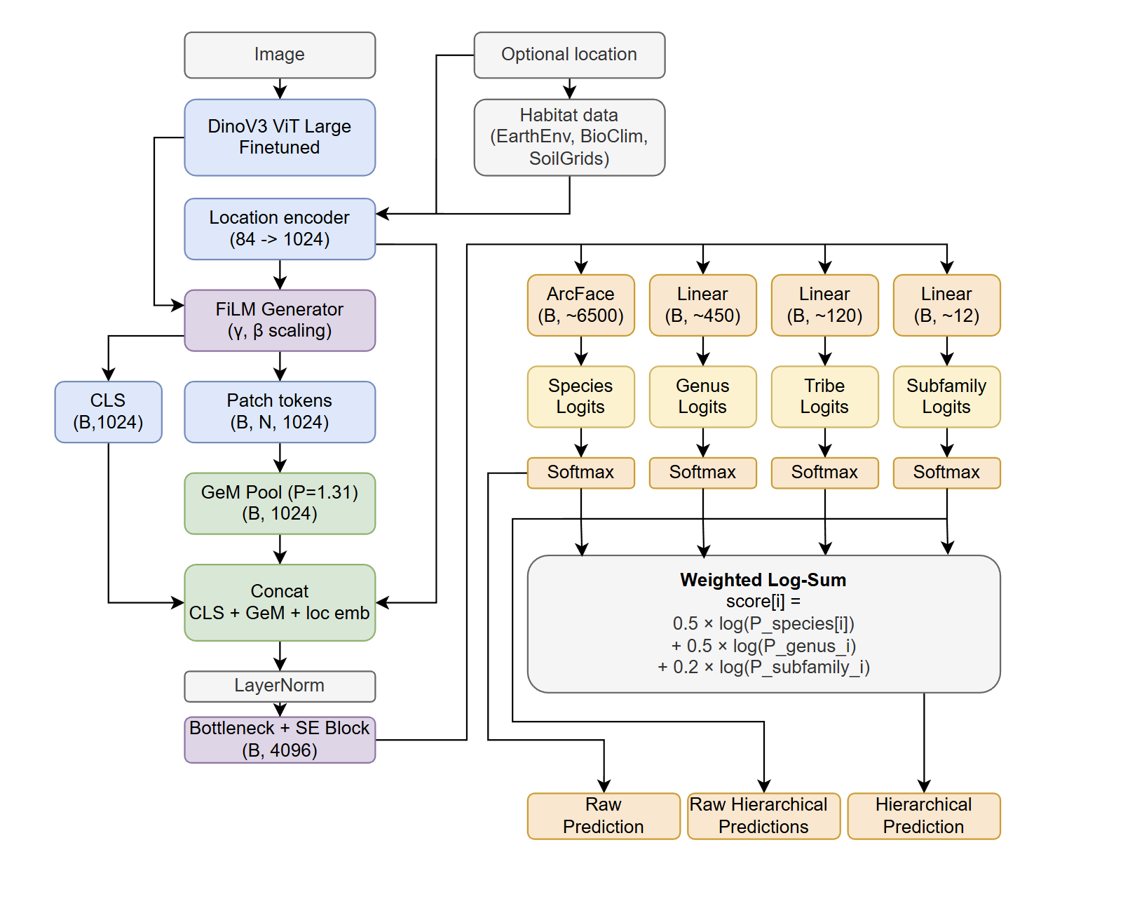 Diagram showing the AntScout identification model architecture, including location encoding, dual pooling strategy, and taxonomic classification heads.
