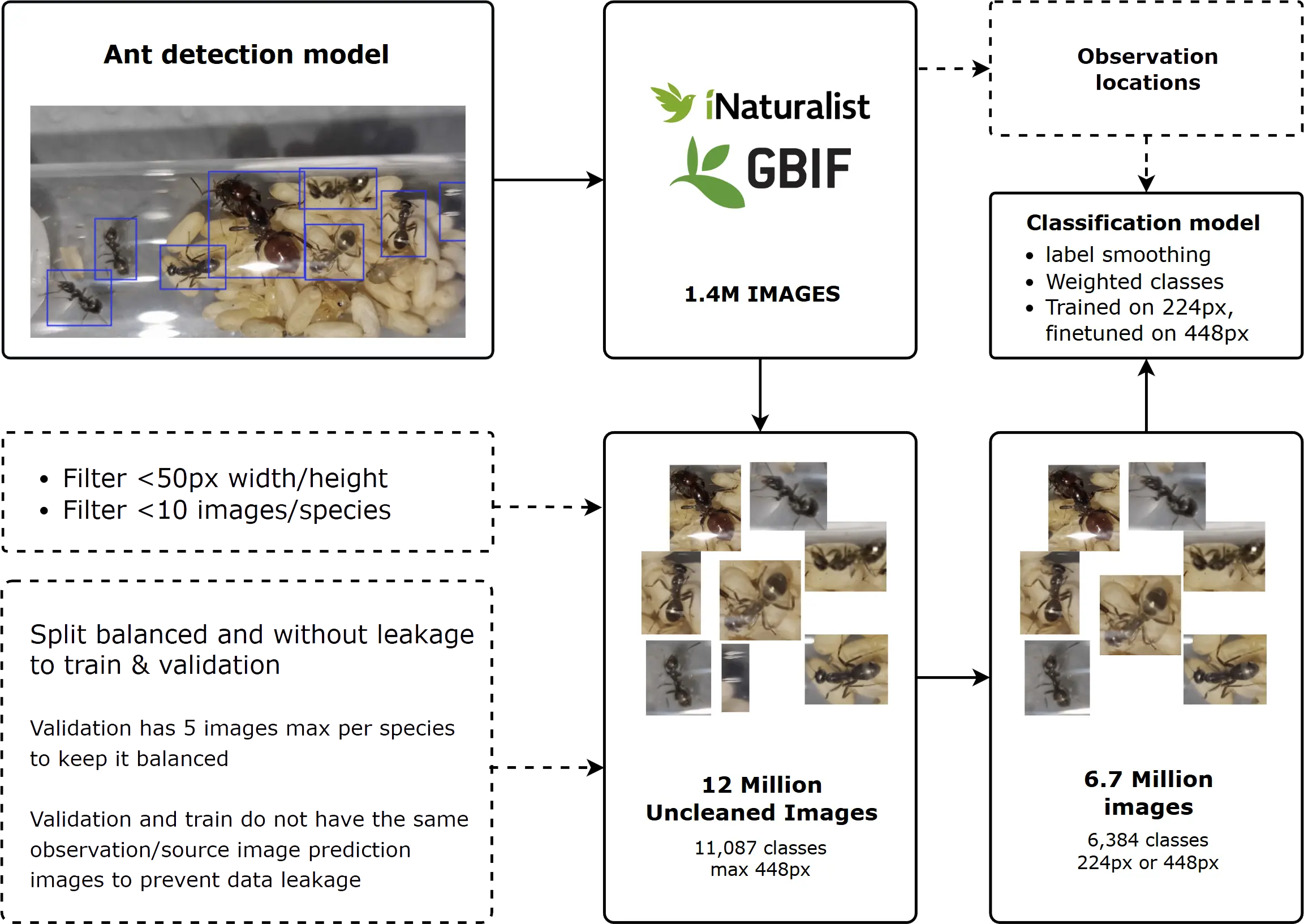 Flowchart illustrating the step-by-step process of the AntScout identification model, from image input to final prediction.