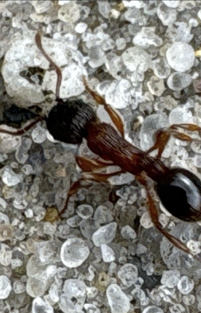 Detailed macro image of Myrmica schencki, used to showcase the precision achieved in class-specific feature detection.