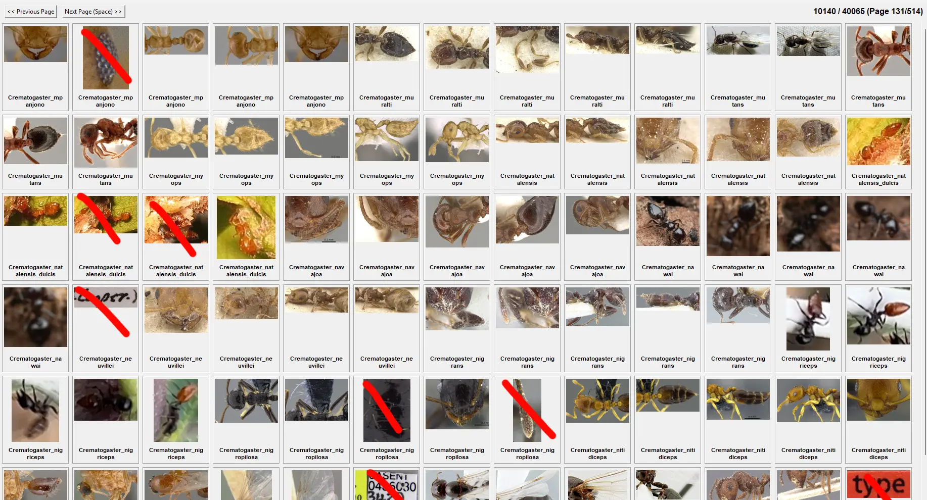 A grid of ant images from the validation set, showing the manual cleaning process where incorrect or low-quality images are marked for removal.