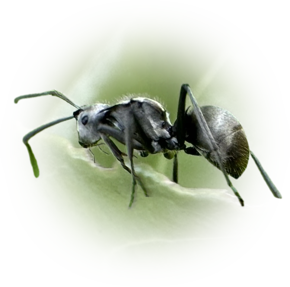 Scientific illustration of Polyrhachis illaudata ant - showing key identification features including head, thorax, and gaster.