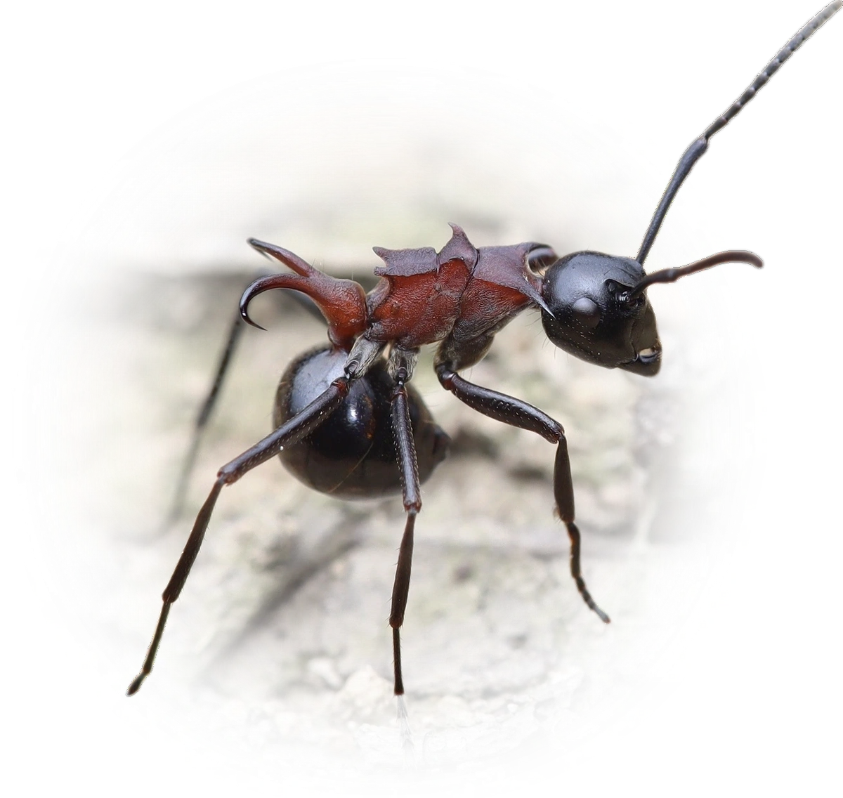 Polyrhachis lamellidens