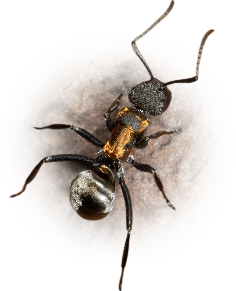 Polyrhachis ornata