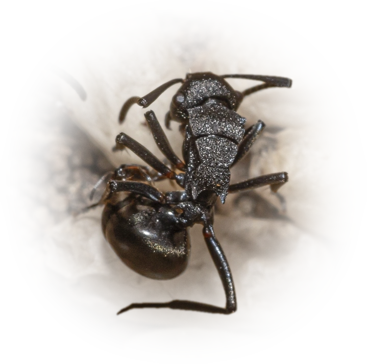 Polyrhachis phryne
