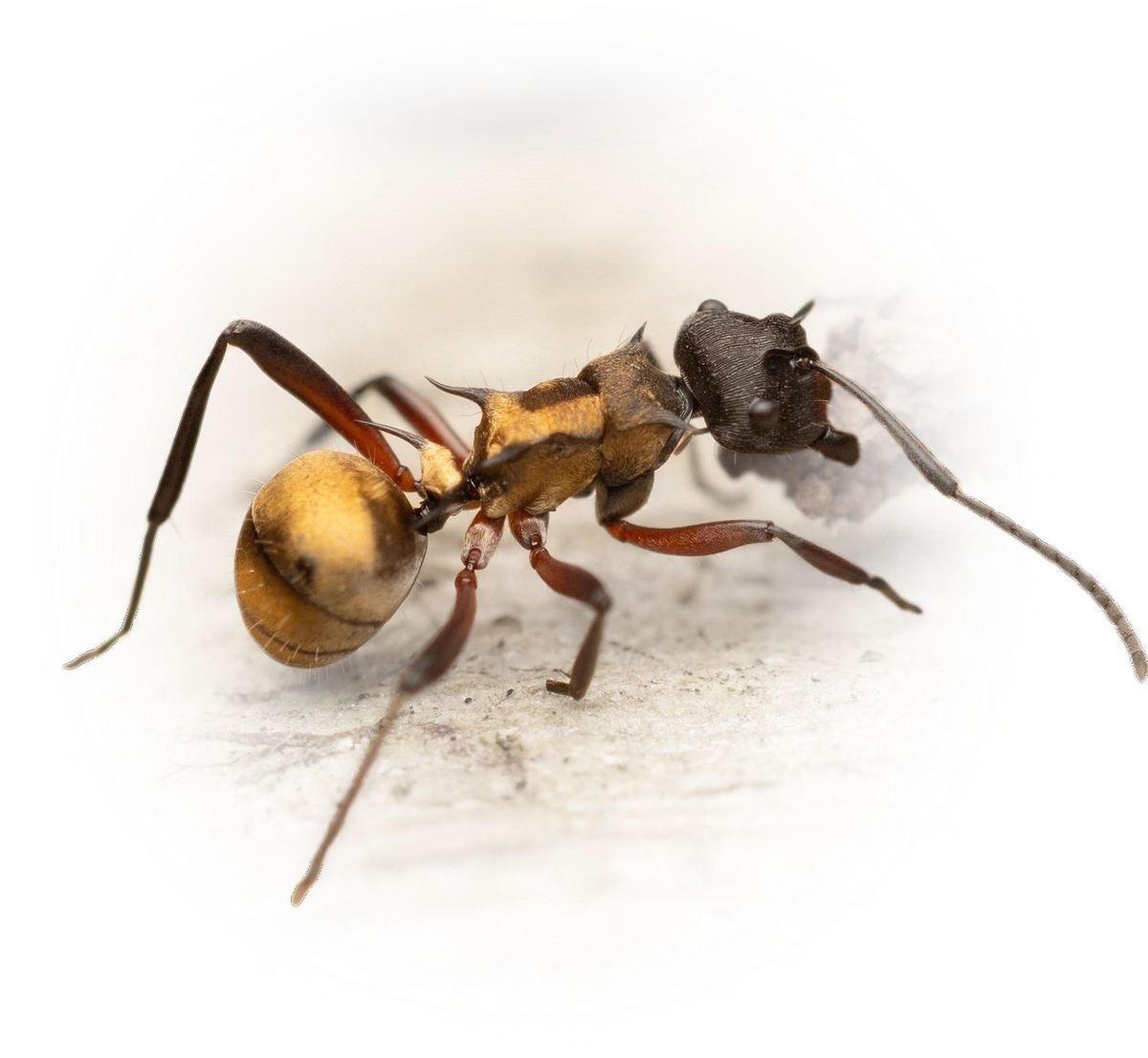 Polyrhachis rufifemur