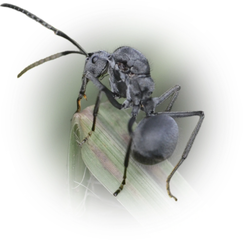 Polyrhachis schistacea