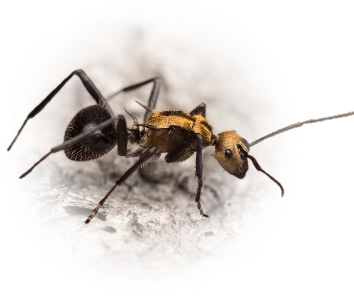 Polyrhachis semiaurata