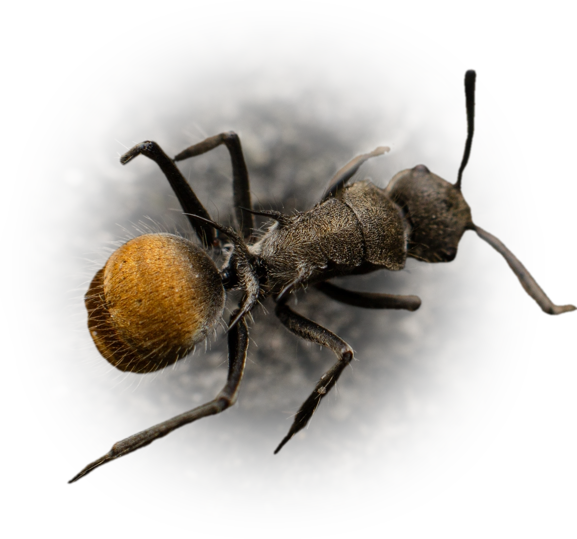 Polyrhachis vermiculosa
