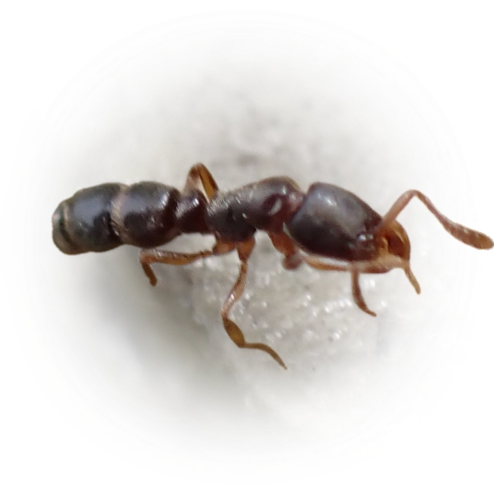 Ponera pennsylvanica