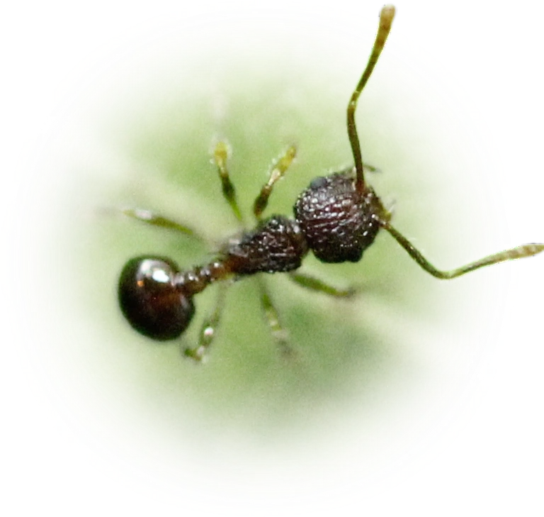 Scientific illustration of Pristomyrmex punctatus ant - showing key identification features including head, thorax, and gaster.