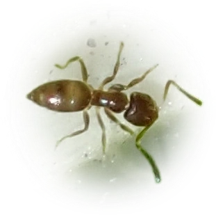 Brachymyrmex cordemoyi