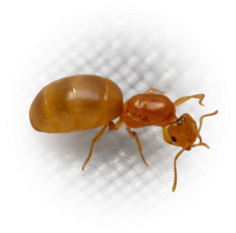 Brachymyrmex depilis