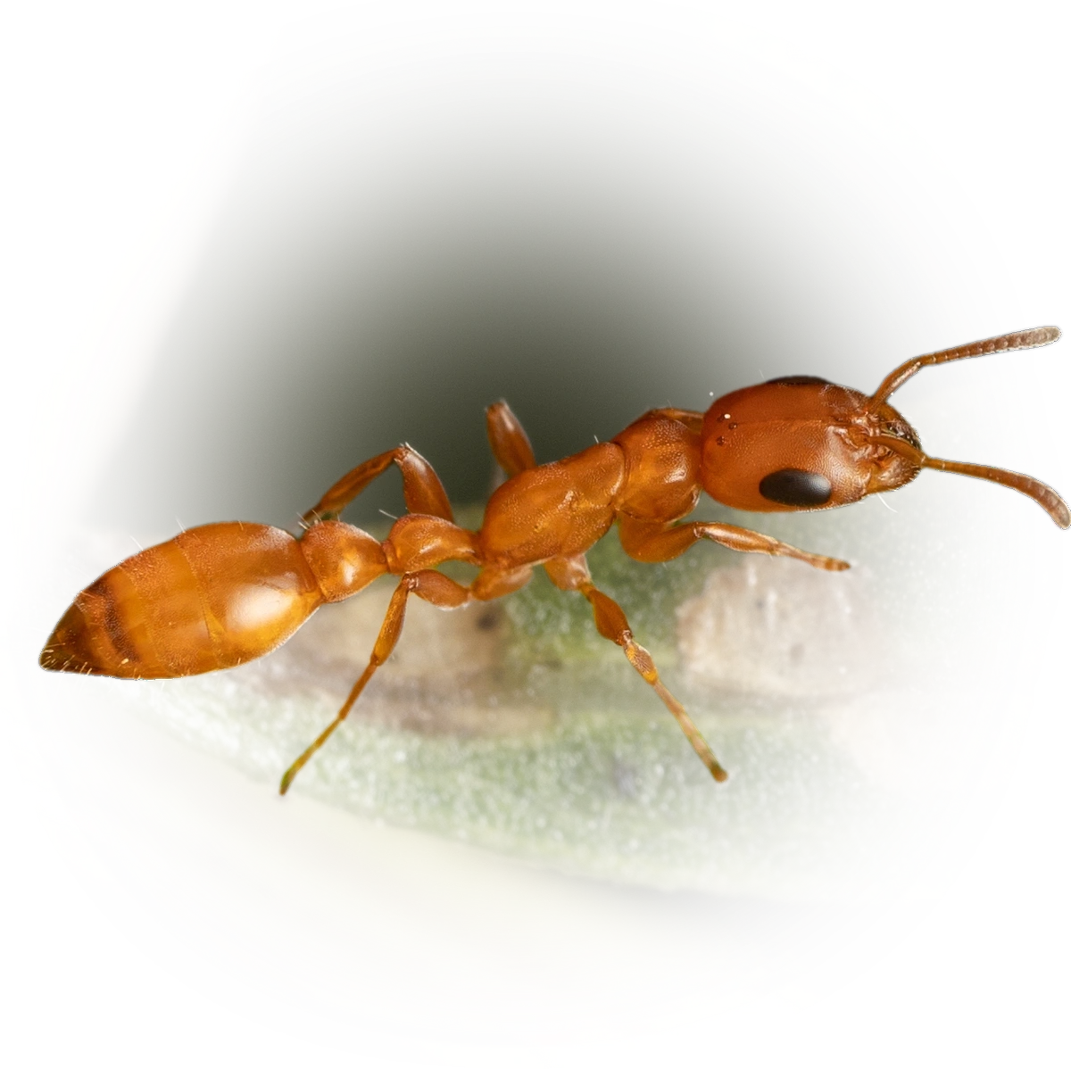 Pseudomyrmex apache