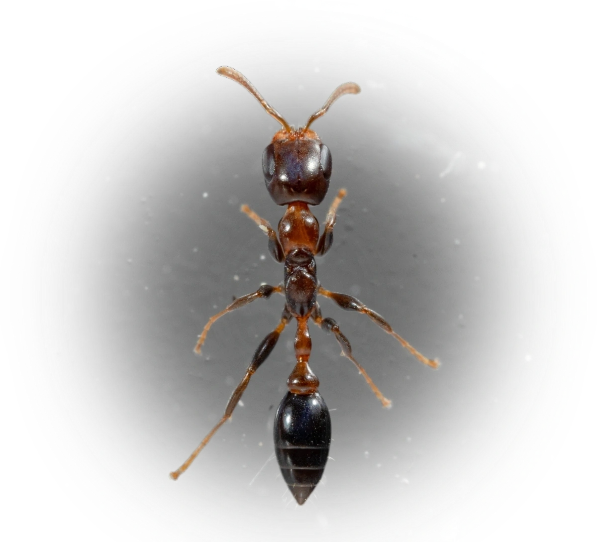 Pseudomyrmex ejectus