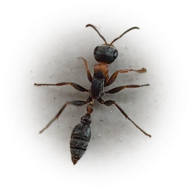 Pseudomyrmex gracilis