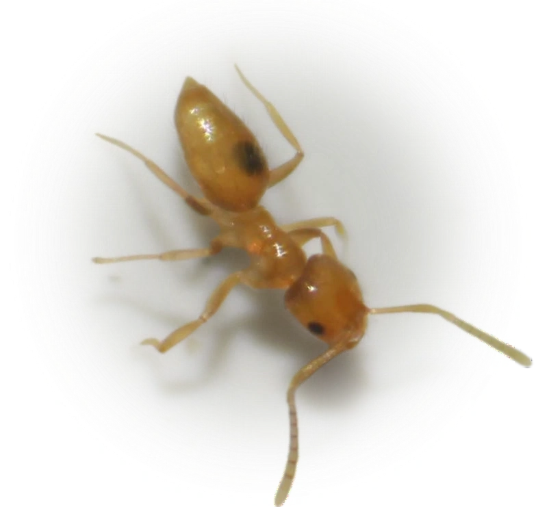 Brachymyrmex minutus