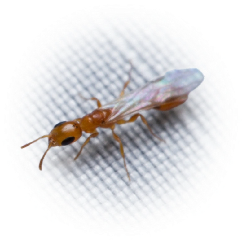 Scientific illustration of Pseudomyrmex pallidus ant - showing key identification features including head, thorax, and gaster.