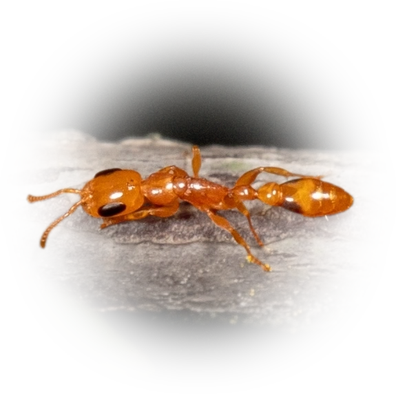 Pseudomyrmex simplex
