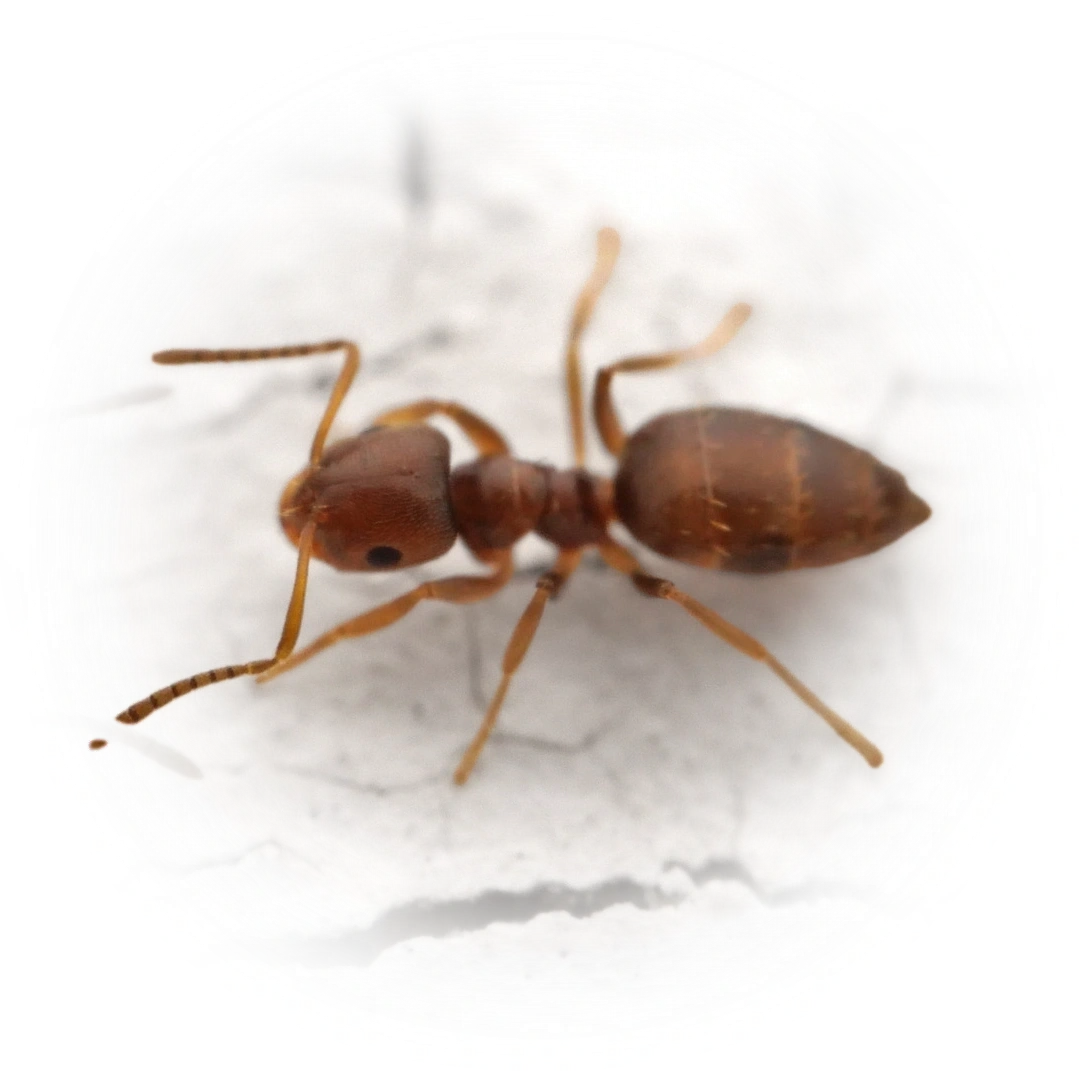 Brachymyrmex obscurior
