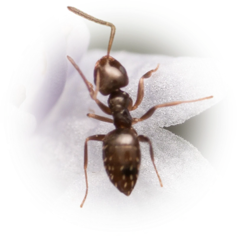 Brachymyrmex patagonicus