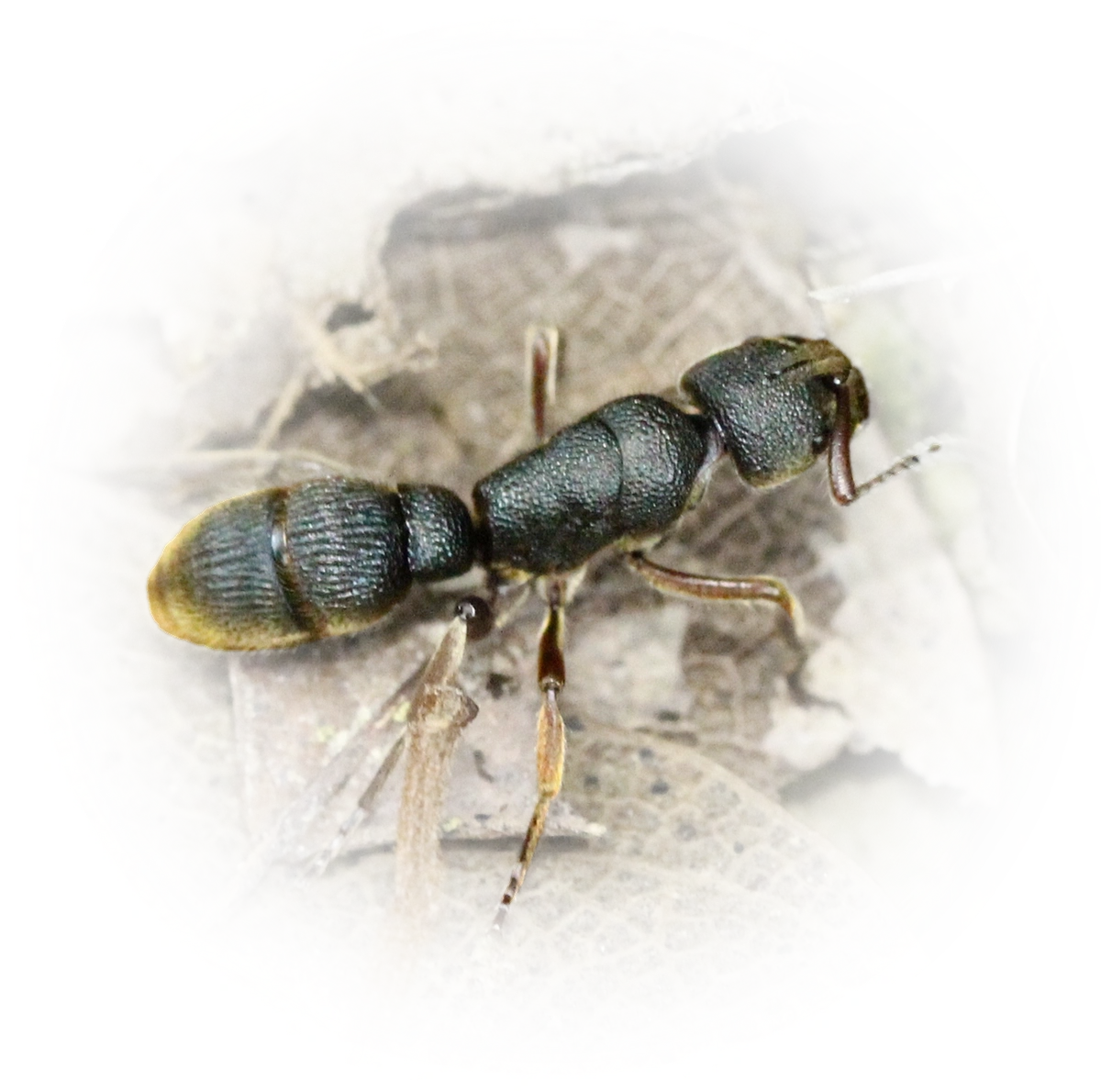 Pseudoneoponera rufipes