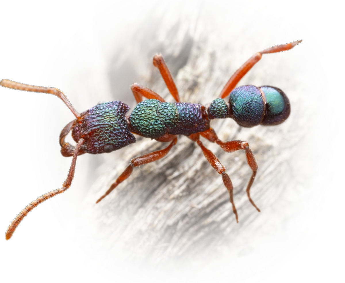 Scientific illustration of Rhytidoponera aspera ant - showing key identification features including head, thorax, and gaster.