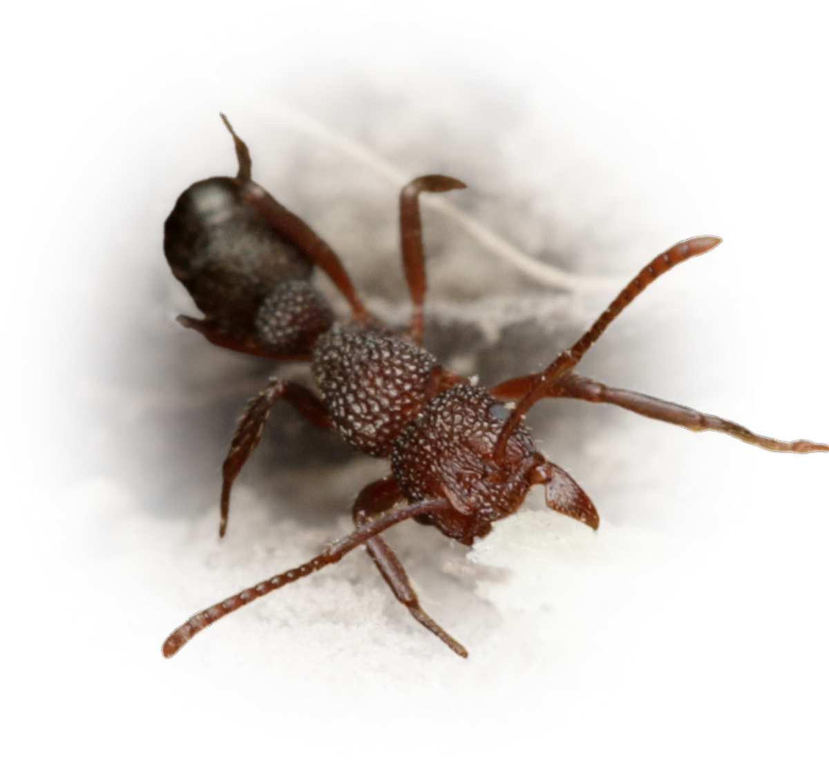 Scientific illustration of Rhytidoponera borealis ant - showing key identification features including head, thorax, and gaster.