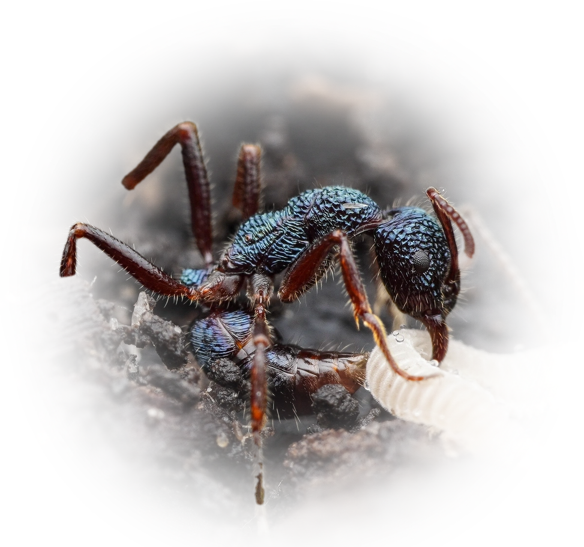 Scientific illustration of Rhytidoponera chalybaea ant - showing key identification features including head, thorax, and gaster.