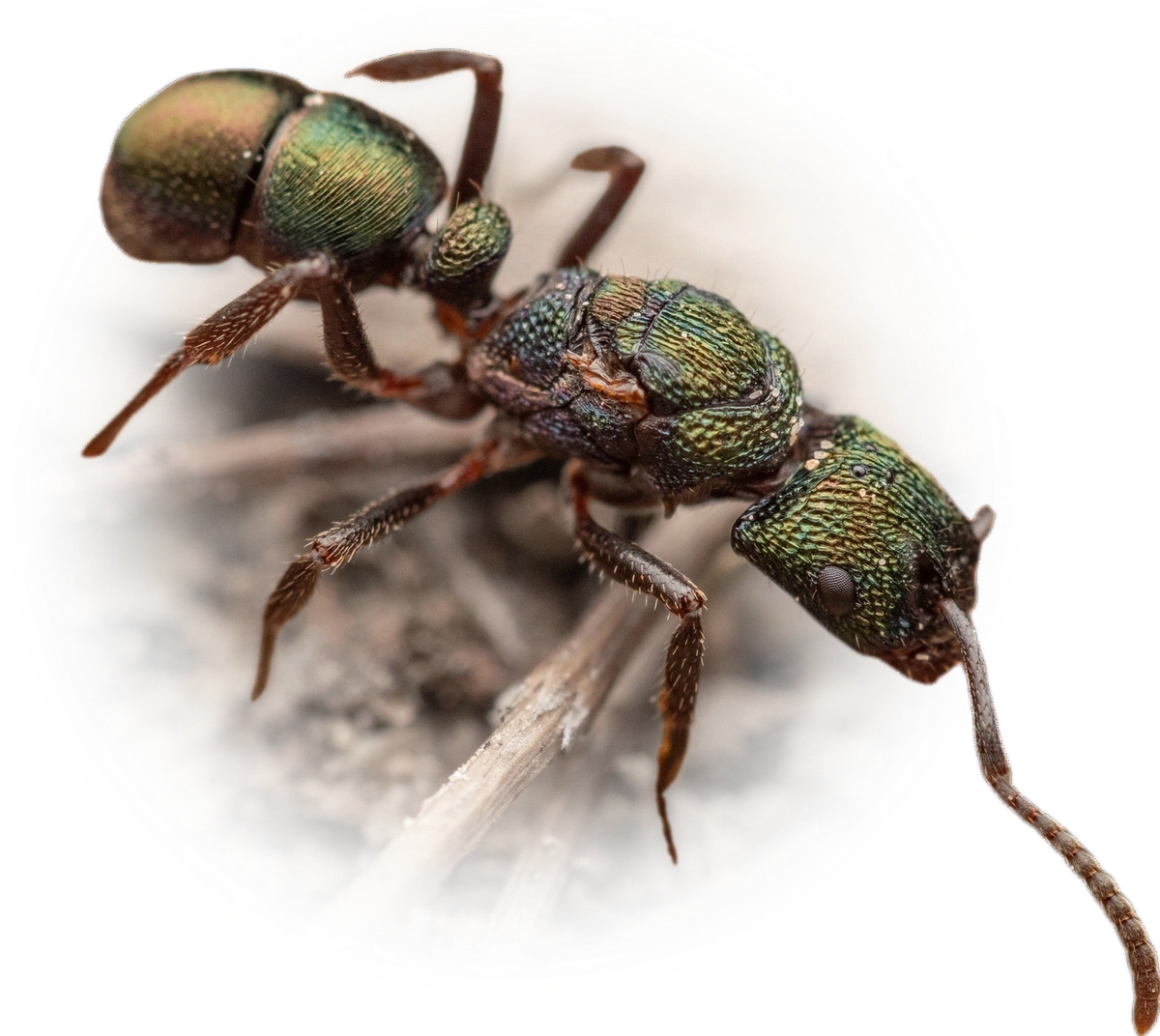 Rhytidoponera metallica