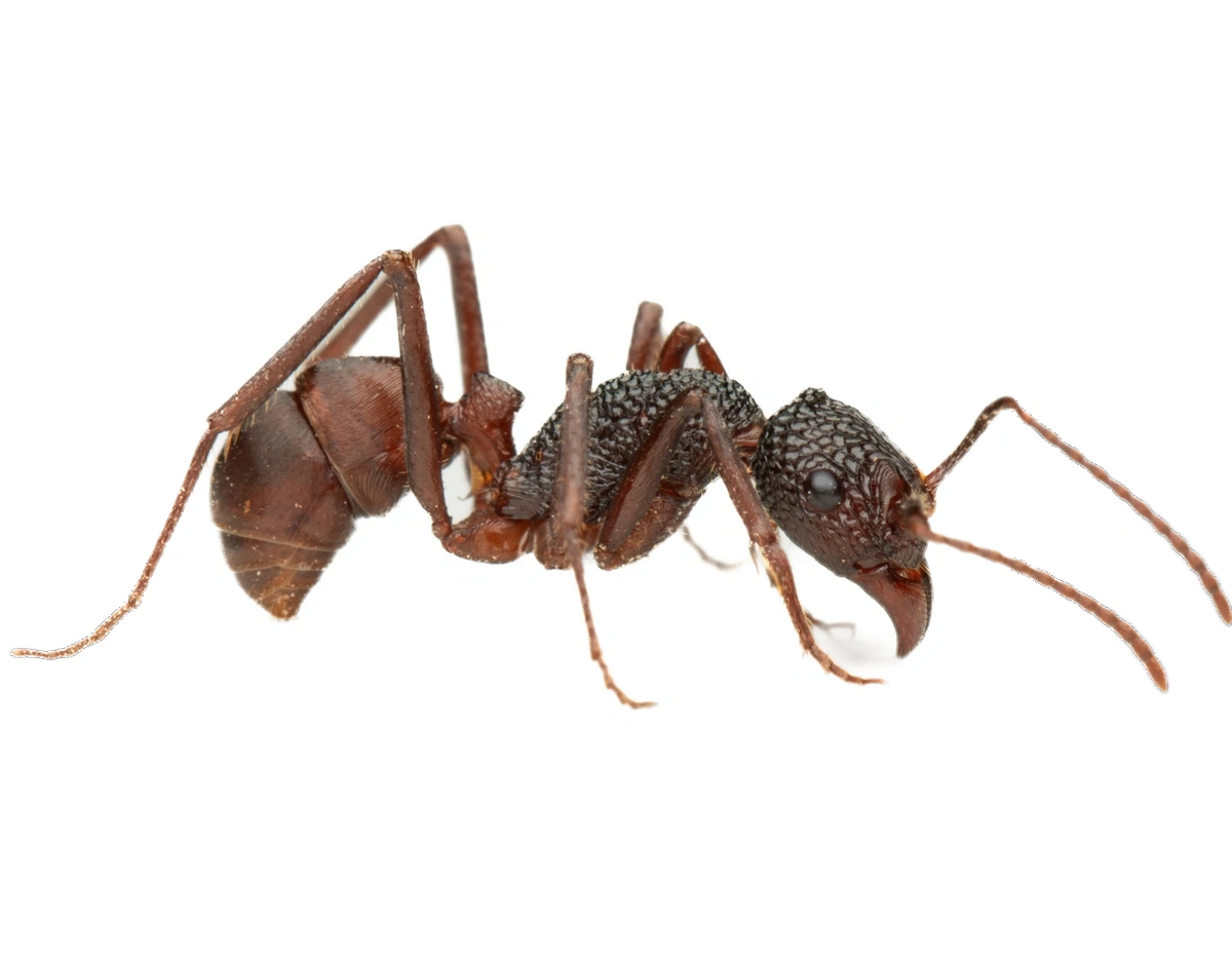 Rhytidoponera reticulata