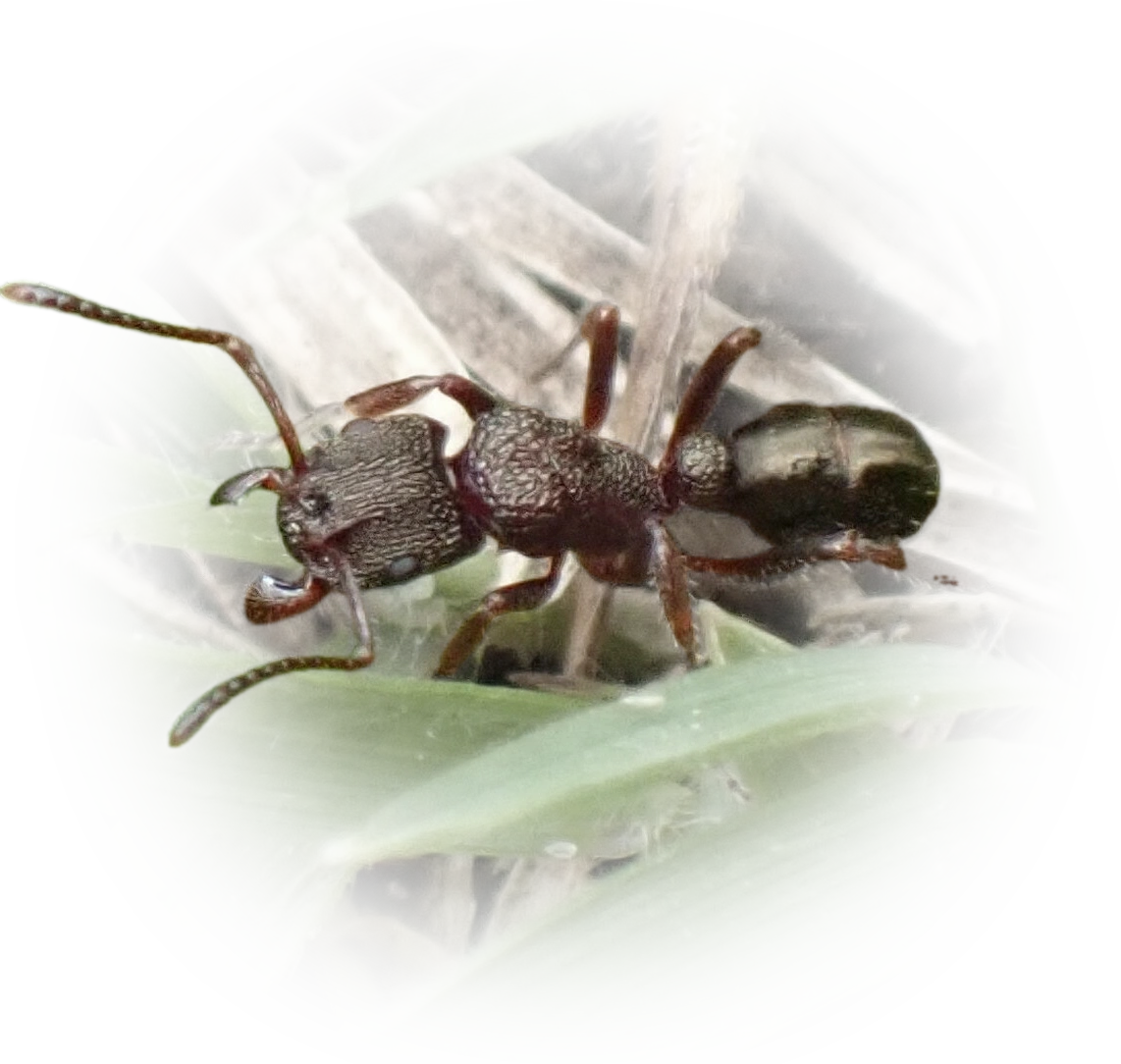 Rhytidoponera tasmaniensis