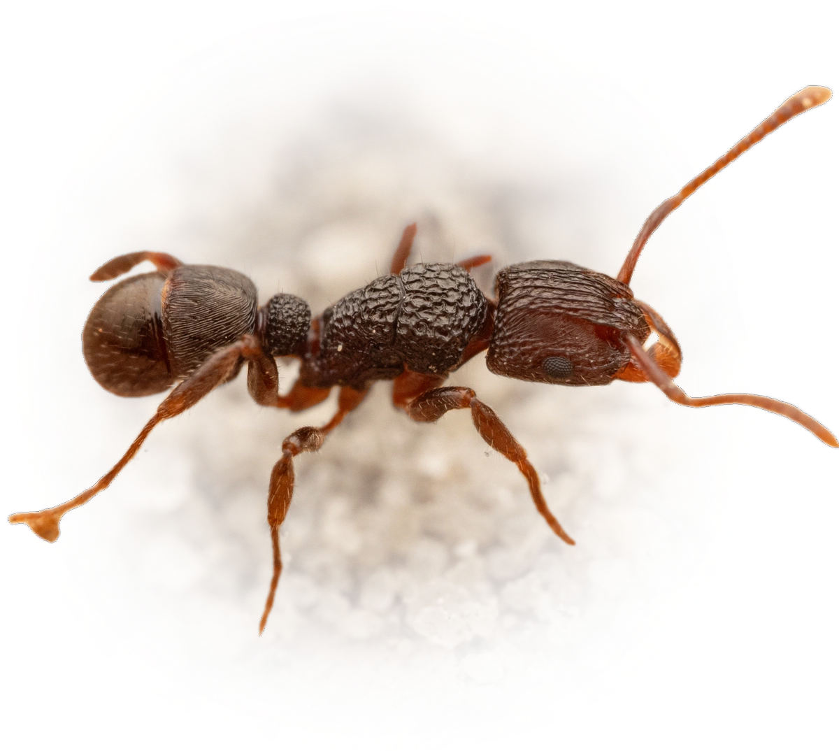 Scientific illustration of Rhytidoponera victoriae ant - showing key identification features including head, thorax, and gaster.
