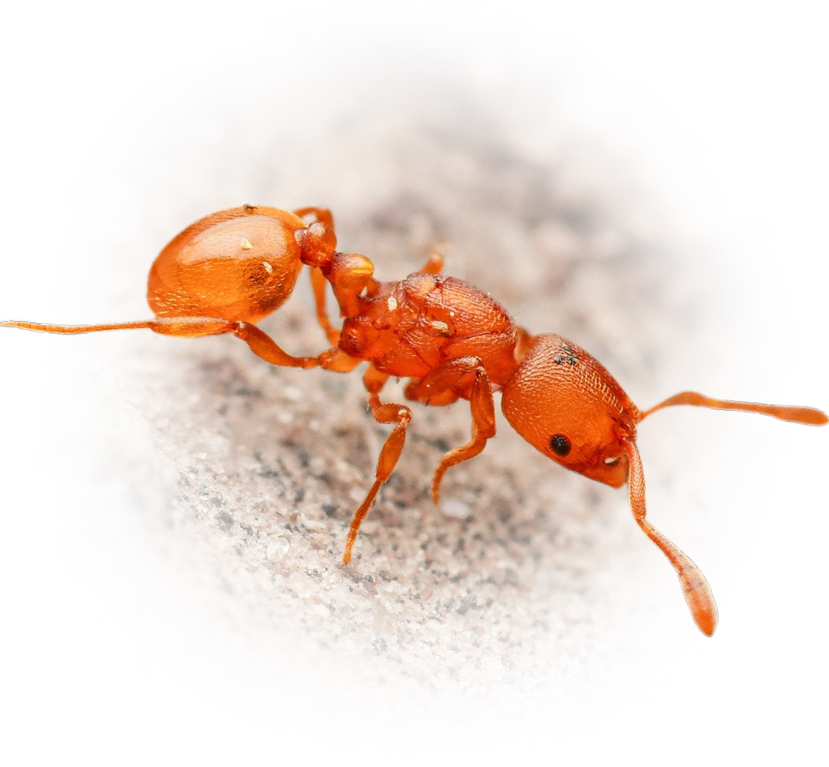 Scientific illustration of Rogeria foreli ant - showing key identification features including head, thorax, and gaster.