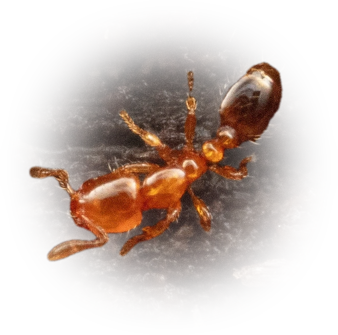 Scientific illustration of Solenopsis azteca ant - showing key identification features including head, thorax, and gaster.