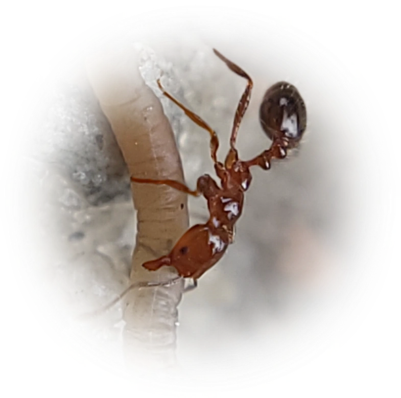 Scientific illustration of Solenopsis invicta ant - showing key identification features including head, thorax, and gaster.