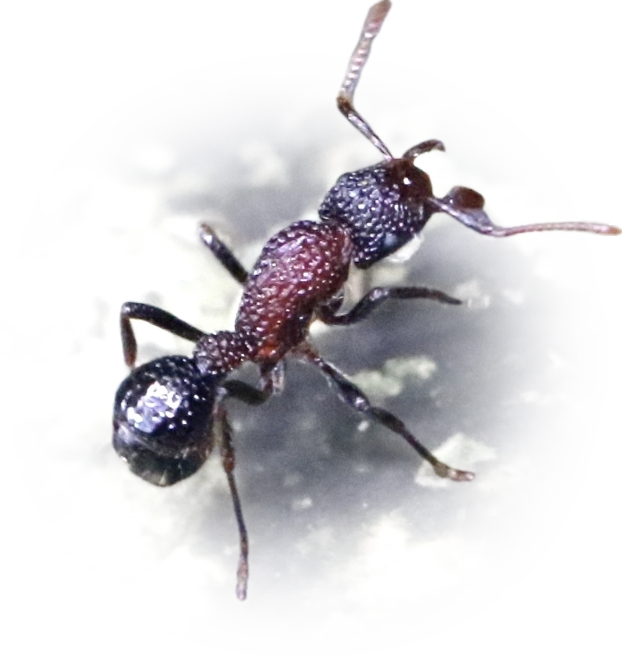 Stictoponera bicolor