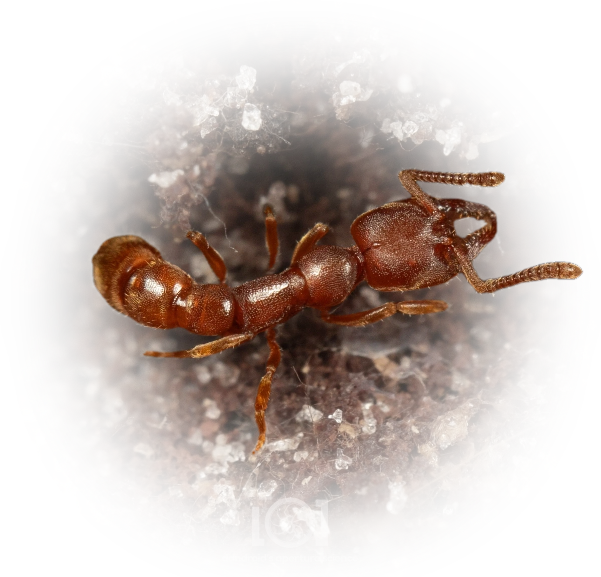 Scientific illustration of Stigmatomma pallipes ant - showing key identification features including head, thorax, and gaster.