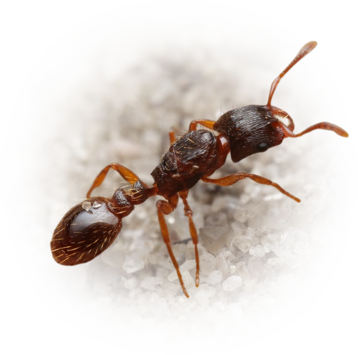 Scientific illustration of Strongylognathus testaceus ant - showing key identification features including head, thorax, and gaster.