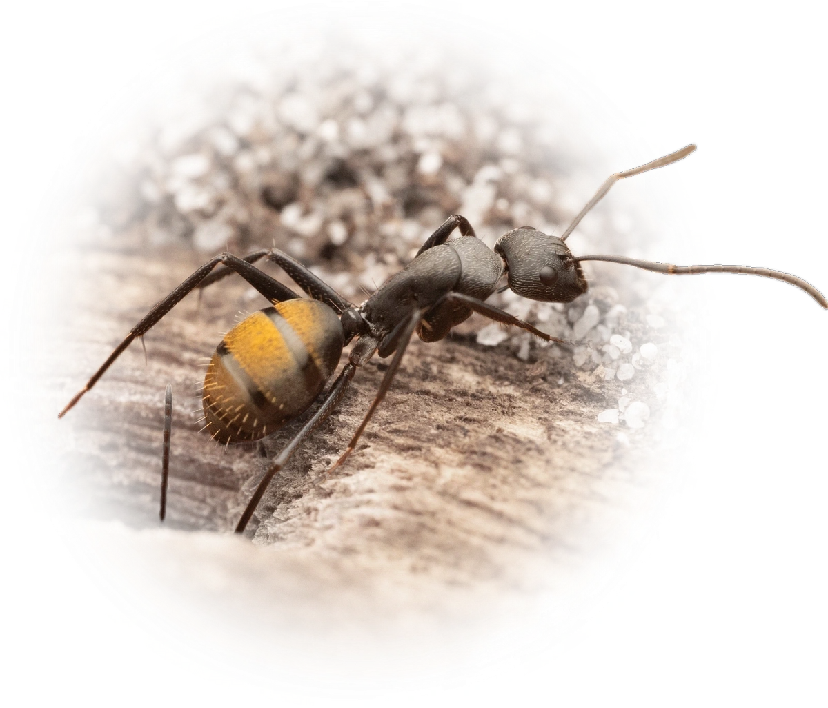 Camponotus aeneopilosus