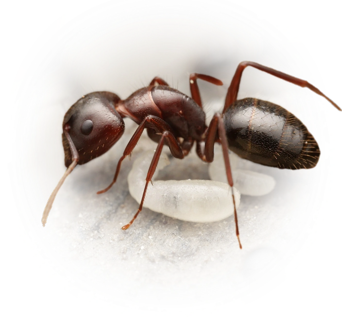 Camponotus aethiops