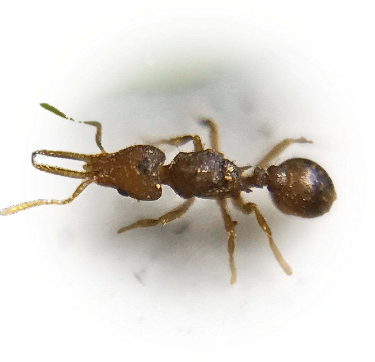 Scientific illustration of Strumigenys denticulata ant - showing key identification features including head, thorax, and gaster.