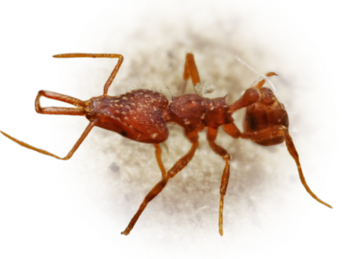 Strumigenys elongata