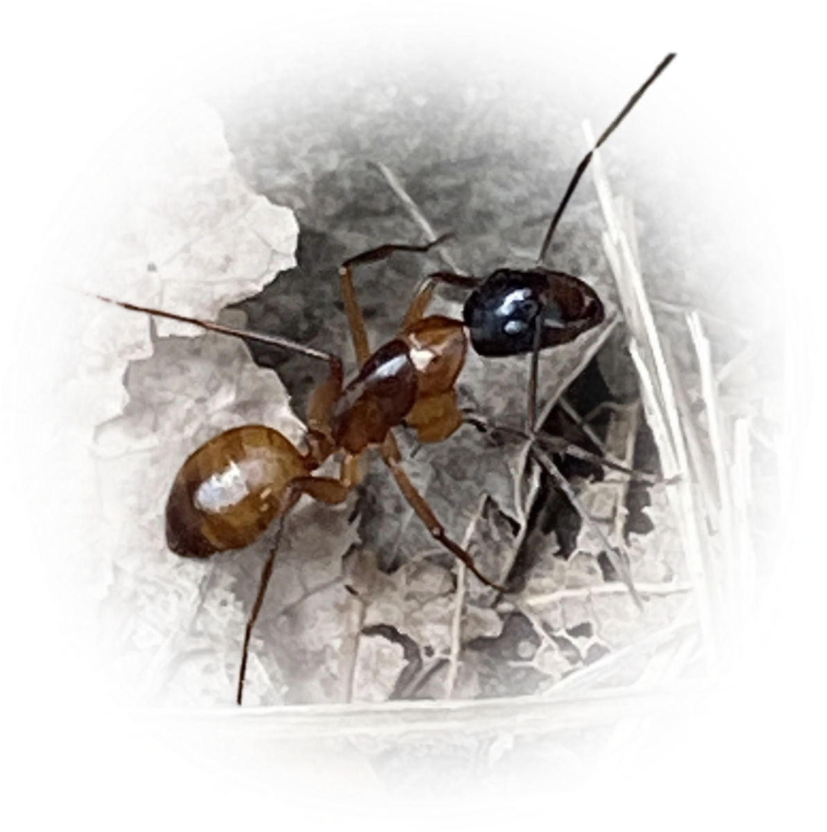 Camponotus americanus